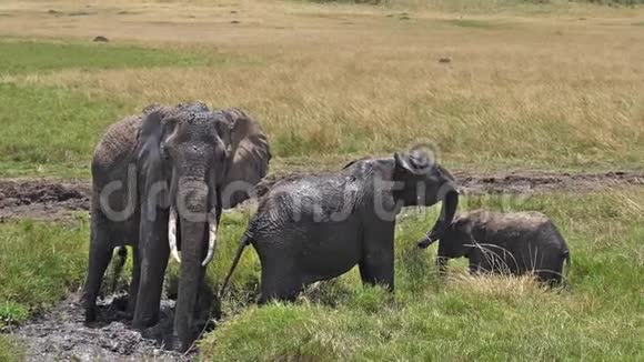 非洲象非洲象团体站在沼泽卡尔夫有巴斯马赛马拉公园肯尼亚视频的预览图
