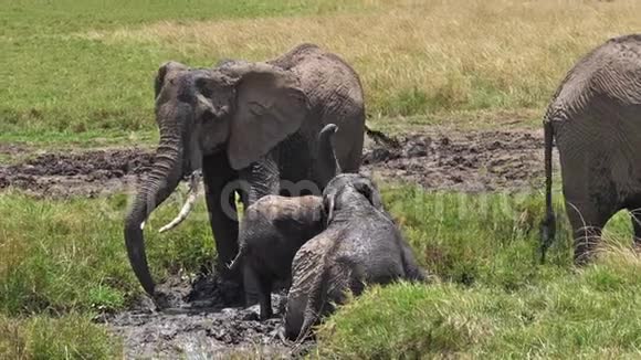 非洲象非洲象团体站在沼泽小牛有巴斯马赛马拉公园在肯尼亚视频的预览图