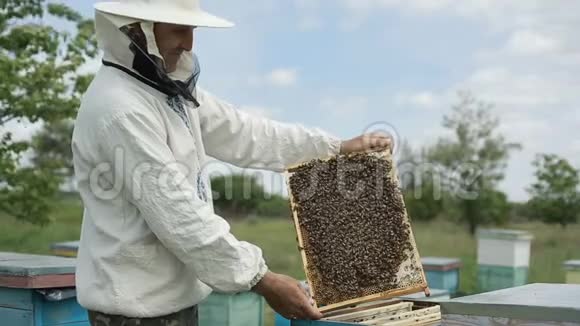 人类检查一群蜜蜂视频的预览图