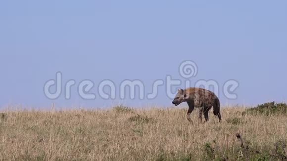 肯尼亚MasaiMara公园Hyenacrocutacrocuta成人穿过热带草原视频的预览图
