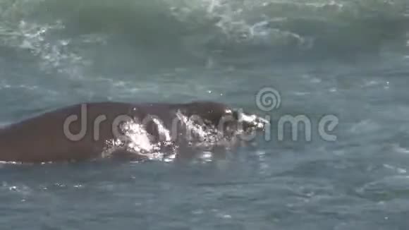 海象在波浪中缓慢地游动视频的预览图