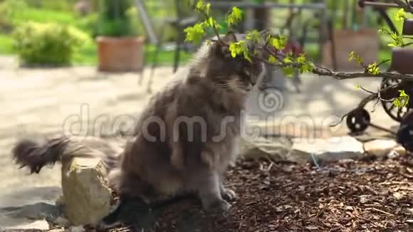 龟甲缅因猫在后院小可爱的母猫视频的预览图