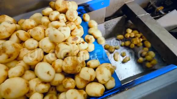 马铃薯块茎清洗运输过程视频的预览图