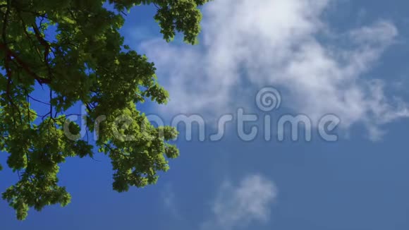 青青的橡树树叶映衬着蓝天橡树顶着天空和云彩原音视频的预览图