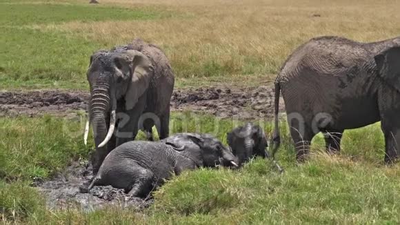 非洲象非洲象团体站在沼泽卡尔夫有巴斯马赛马拉公园肯尼亚视频的预览图