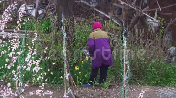 成熟的园丁女人在盛开的树木后面浇灌花园视频的预览图