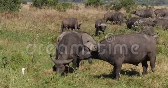 非洲水牛synceruscaffer草原上的牛群肯尼亚内罗毕公园实时视频的预览图