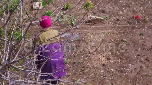 穿着暖和衣服的老园丁用水管给菜园浇水视频的预览图