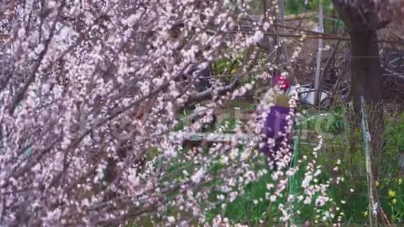 成熟的园丁在花园后面浇灌着盛开的美丽树木视频的预览图