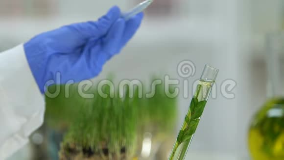 实验室工作人员在试管中加入几滴油与植物提取物美容视频的预览图