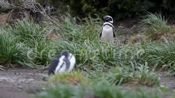 企鹅在干燥的极地地区筑巢视频的预览图