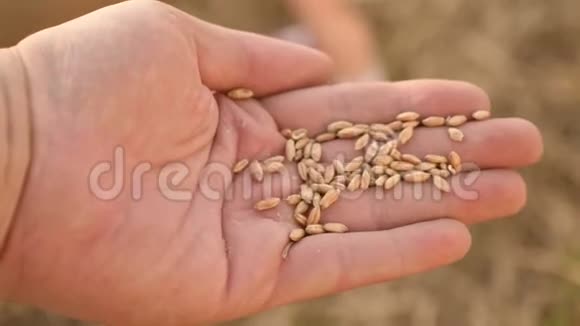 麦上的农户特写农学家手里拿着成熟的小麦农业概念视频的预览图