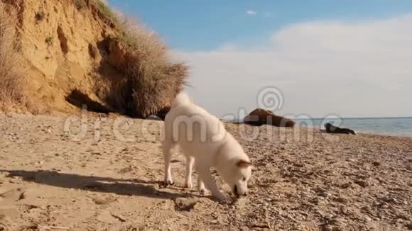 近距离观看体贴的白色石坝犬吃和玩藻在野生海滩慢动作视频的预览图