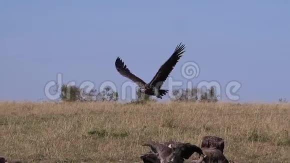 拉佩特脸秃鹫或努比亚秃鹫torgos气管节成人在飞行马赛马拉公园在肯尼亚视频的预览图