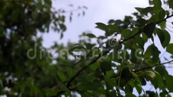 梨在树的树枝上花园里成熟的水果有机食品水果种植视频的预览图