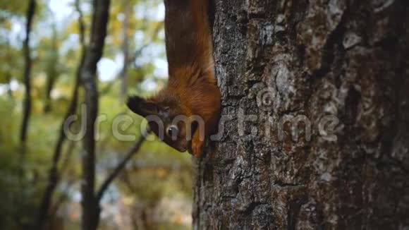 红松鼠在树上吃坚果在大自然中喂养森林中的野生动物视频的预览图