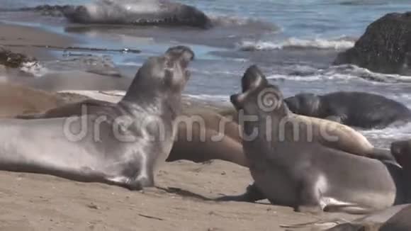 大象海豹打架撞到别人视频的预览图