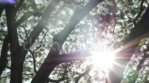 明亮的太阳在树枝后面阳光穿过树叶和树枝视频的预览图