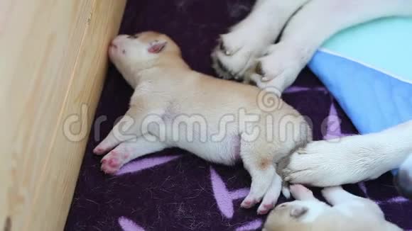 小狗挤在家里的地方睡觉小狗繁殖比格年龄5天视频的预览图