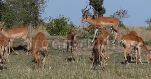 Impala美利坚合众国男女肯尼亚马赛马拉公园实时视频的预览图