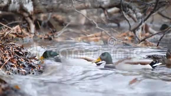 用手喂鸟鸭子在湖里或河里的森林里吃种子美丽的野生动物关上门视频的预览图