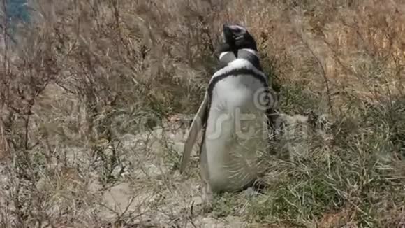 企鹅站在巴塔哥尼亚的灌木丛之间视频的预览图