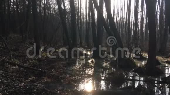 森林中的一条小河视频的预览图