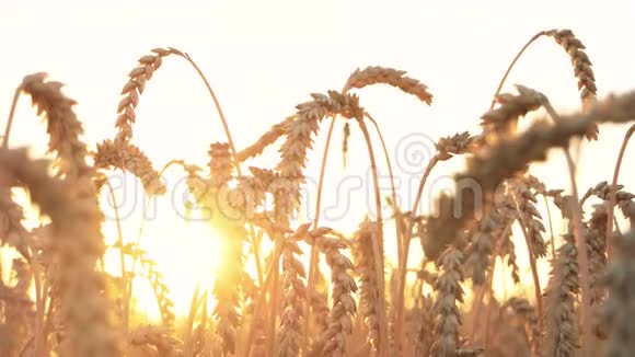 成熟麦穗的田视频的预览图