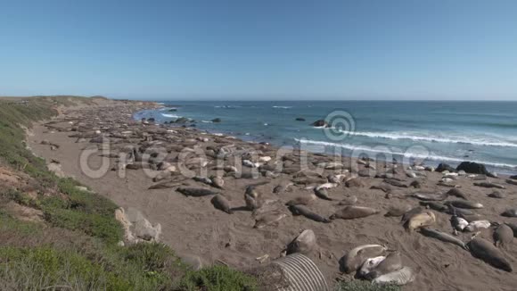 在海岸线上的大象海豹视频的预览图