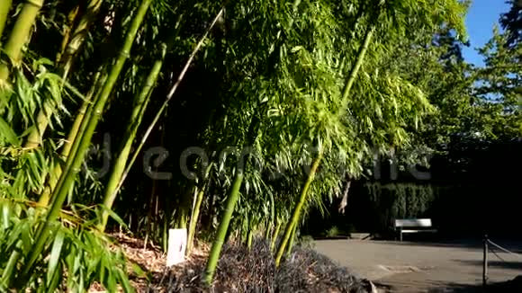 阳光明媚的日子里微风中的竹子视频的预览图