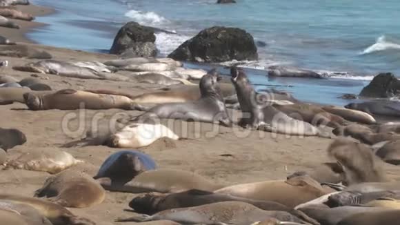 大象海豹在海滩上与懒洋洋的海豹搏斗视频的预览图