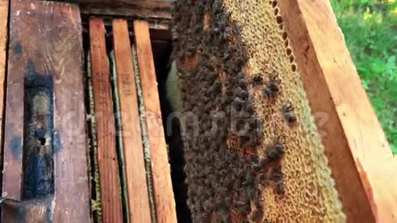 与蜂蜜和许多蜜蜂在蜂巢的特写镜头视频的预览图
