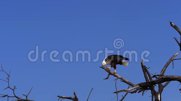 非洲鱼鹰戟天成年树顶翅膀肯尼亚巴林戈湖视频的预览图
