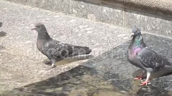 在喷泉的水边有两个鸽子视频的预览图
