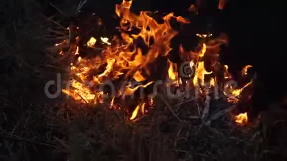 在秋天的田野特写中燃烧干草视频的预览图