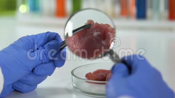 科学家通过放大镜检查肉类是否有蠕虫视频的预览图