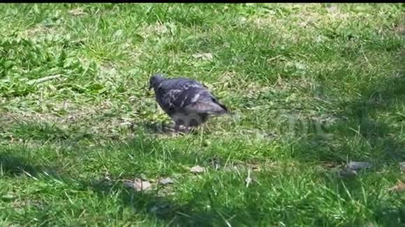 一只漂亮的鸽子想在绿色的草坪上吃点东西视频的预览图