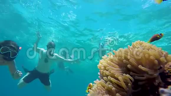女人浮潜脱水探索尼莫小丑鱼在海葵视频的预览图