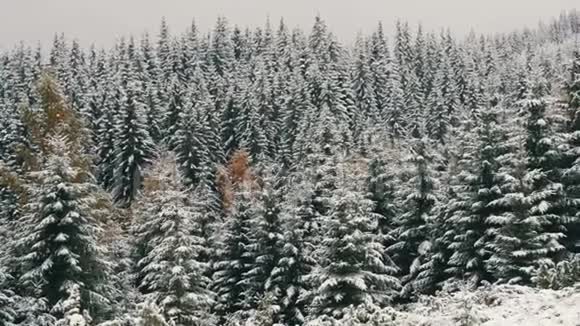 白雪覆盖的松顶喀尔巴阡山脉10月高地第一次下雪视频的预览图