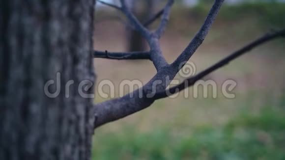 秋天公园里一棵干燥的黑树枝的特写视频的预览图