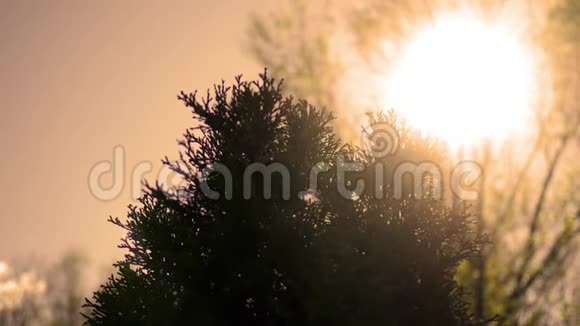 下午在乔木树顶上闪耀的电影院太阳日落版视频的预览图