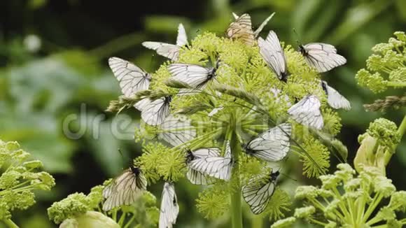 黑脉白蝶在植物上视频的预览图