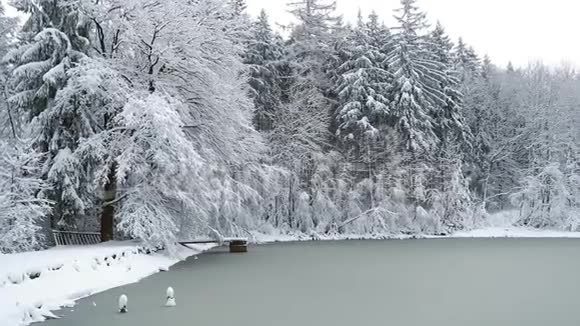 树林里的雪树和冰冻的池塘森林里的冬天视频的预览图
