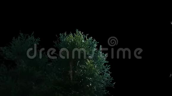 前景树木在风中吹着哑光V4视频的预览图