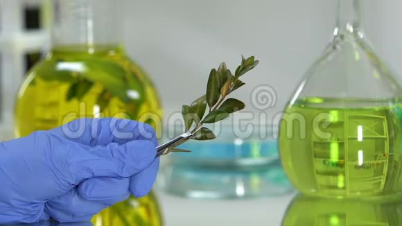 用放大镜有机美容产品研究绿色植物的实验室助理视频的预览图