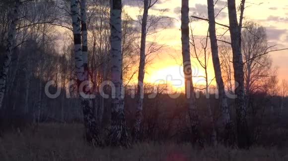 时间流逝春天在白桦林中日落视频的预览图