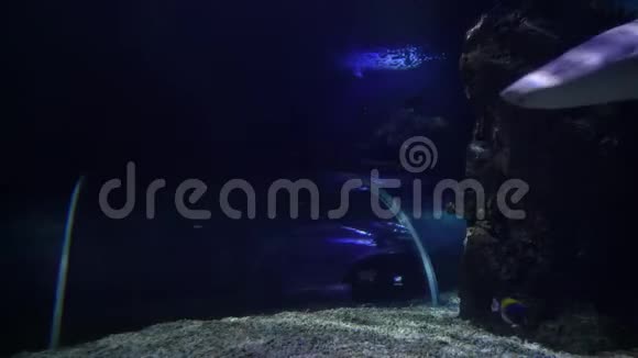 在深蓝色的海水中在水族馆里游泳的小鲨鱼视频的预览图