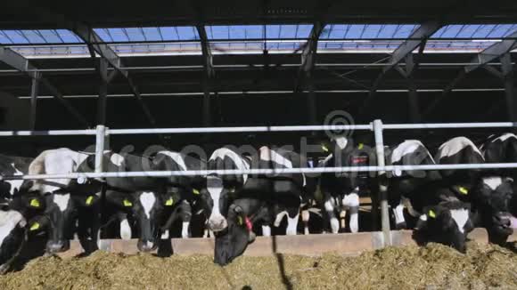 夏天农场的奶牛视频的预览图