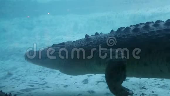 巨大的鳄鱼在水下行走动物园的场景视频的预览图