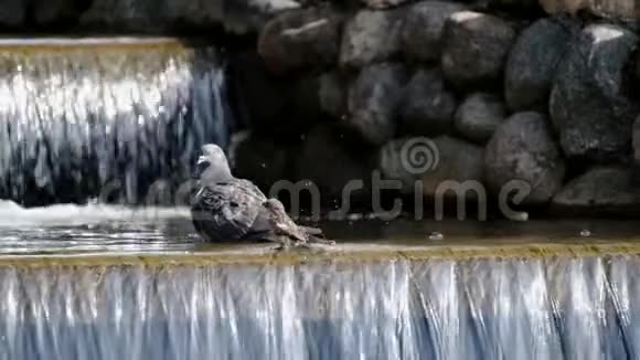 鸽子在小溪里洗澡视频的预览图